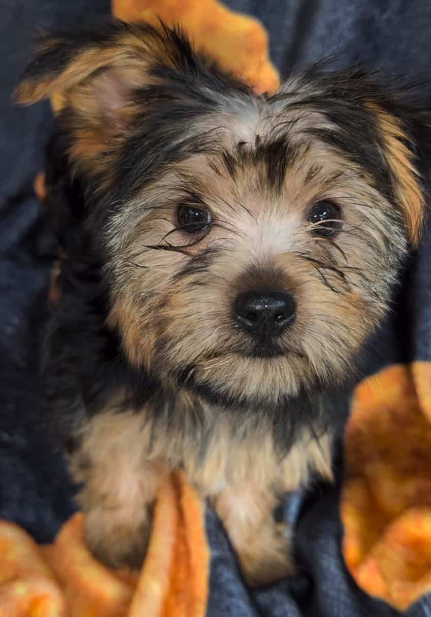 Morkie Boy Red J. J. image 5