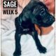 Sage The Great Dane