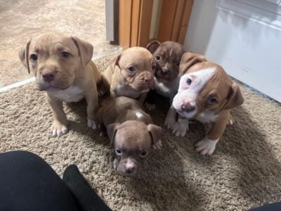American Bullys Puppies