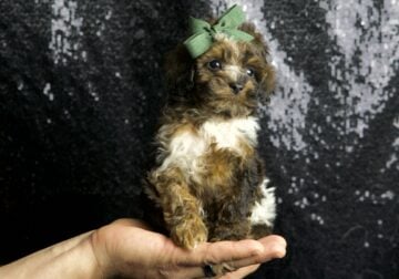 Weebit AKC Poodle