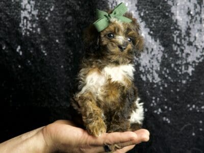 Weebit AKC Poodle