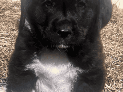 Kangal/Krakachan mix puppies for sale
