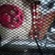 Milk snake available for adoption/rehoming.