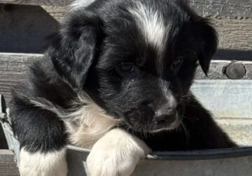 Australian Shepherd