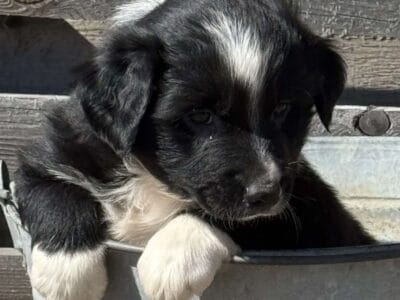 Australian Shepherd