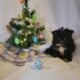Candie CKC Registered Female