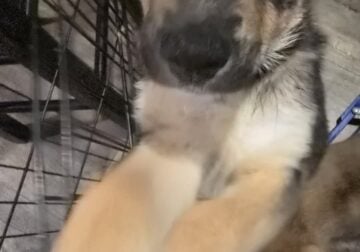 German Shepherd Pitsky Mix