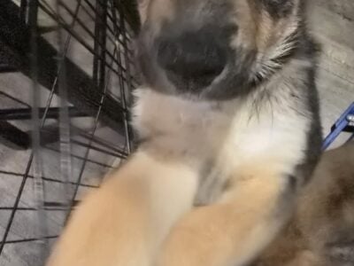German Shepherd Pitsky Mix