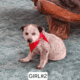 Puppies for sale