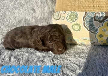 CKC Reg Toy Poodle Puppies