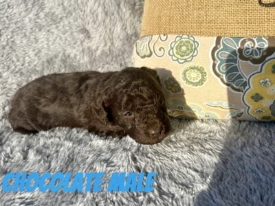 CKC Reg Toy Poodle Puppies