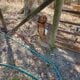 Beagles