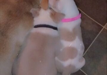 Full-blooded Pit bull puppies