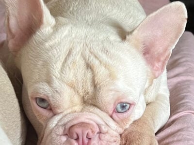 French bulldog