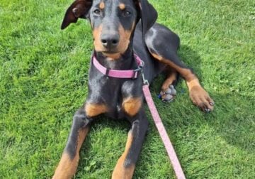 Doberman puppies