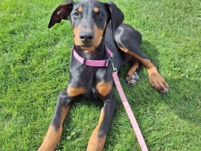 Doberman puppies