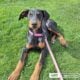 Doberman puppies