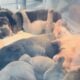 French Bull Dog Puppies