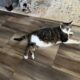Farm cats