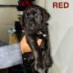 Cane Corso Puppies