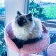 Registered Kittens: Ragdoll & Ragamuffin