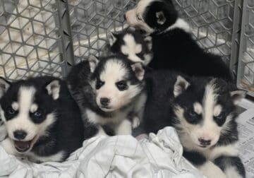 Husky puppies