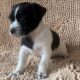 Bentley – Adorable ShiChi Male Puppy