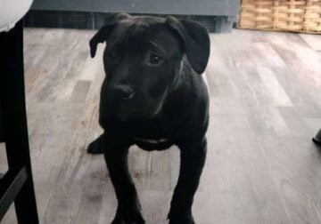 Doonie the pitbull