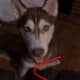 Rusty the siberian husky for rehoming