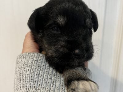AKC Miniature Schnauzer Puppies
