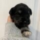 AKC Miniature Schnauzer Puppies