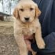 Golden retriever puppies