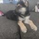 10 week female german shepherd