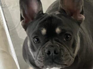 French bulldog