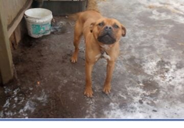 Meet Chance (Male Pit Bull – 1 Year Old)