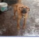 Meet Chance (Male Pit Bull – 1 Year Old)
