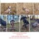 Catahoula puppies
