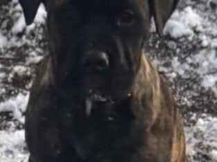 Boerboels