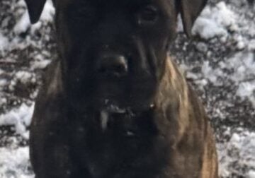 Boerboels