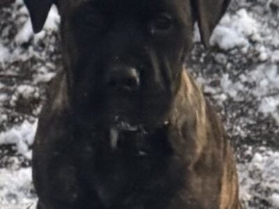 Boerboels