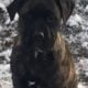 Boerboels