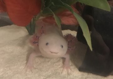 Male lucy axolotl
