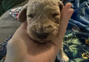 Precious Goldendoodle puppy- black