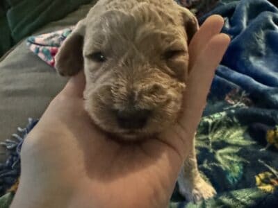 Precious Goldendoodle puppy- black