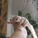 Sugar Gliders Taz and Shadow