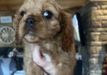 Cavalier King Charles spaniels