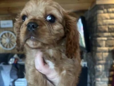 Cavalier King Charles spaniels