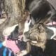 Pitbull/Mini Dashound puppies