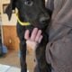 (Nyx) Black Female Doberman Puppy