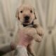 Golden Retriever puppies